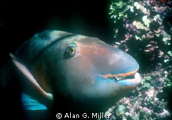 Parrotfish just before bed. Night dive in the coral sea, ... by Alan G. Miller 